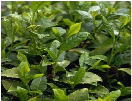 Gambar 2.  Daun Camellia sinensis (Kress, 2011)  