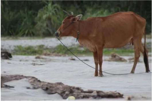 Gambar 1. Sapi Krui betina