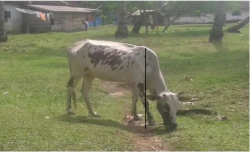 Gambar 2. Pengukuran tinggi pundak pada sapi.