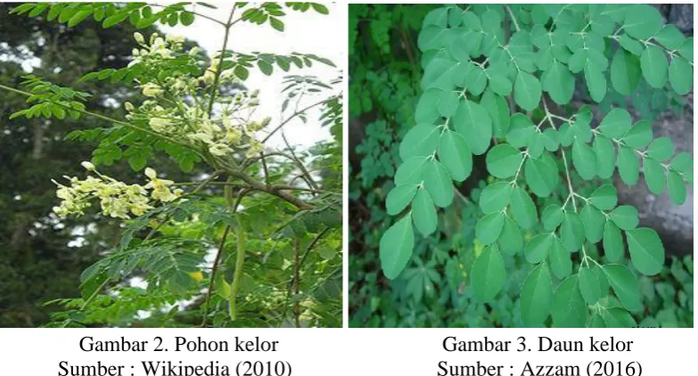 Gambar 2. Pohon kelorSumber : Wikipedia (2010)