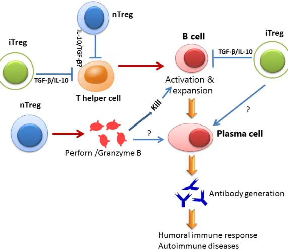 Figure 1. Schematic diagram for the roles of Treg subsets on B cell. Both nTreg and iTregs suppress Th cell response that is important for B cell activation