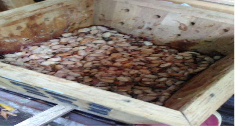 Gambar 7. Fermentasi Kakao