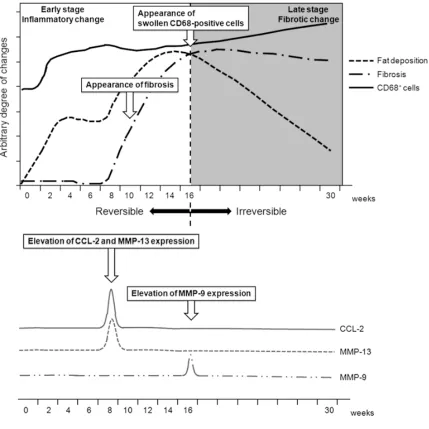Figure 11. Summary of the histopathological changes in MCD-diet-induced NAFLD.