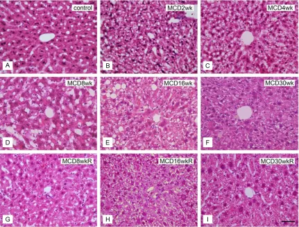Figure 3. H&E staining of liver sections in groups M and R. A: Normal control liver section