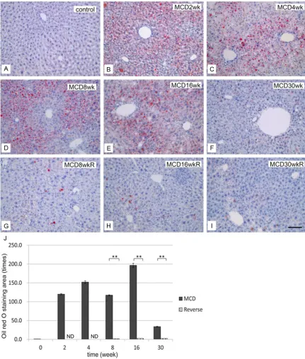Figure 4. Development of hepatic steatosis by the MCD diet and effect of diet reverse