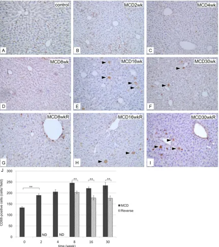 Figure 8. Immunohistochemical identification of CD68-positive cells in liver sections