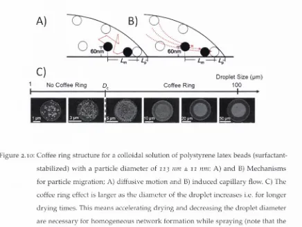 Figure 2.10; Coffee ririg structure for a colloidal solution of polystyrene latex beads (surfactant- 