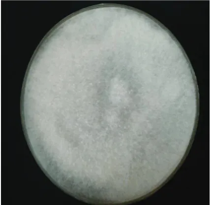 fig. 4. Mucor spp. isolated from tissue culture.