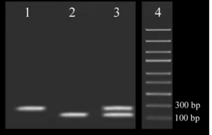 Fig. 2.  Determining  the  clinical  sensitivity using  co-infected  samples .  The  agarose  gel   Determining the clinical sensitivity using co-infected samples