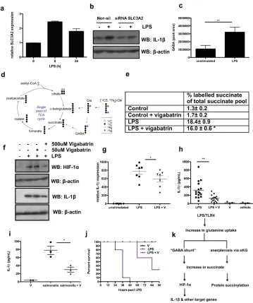 Fig. 4. Glutamine is the source of LPS-induced succinate(A) SLC3A2 mRNA in LPS-treated BMDMs for 8 and 24h