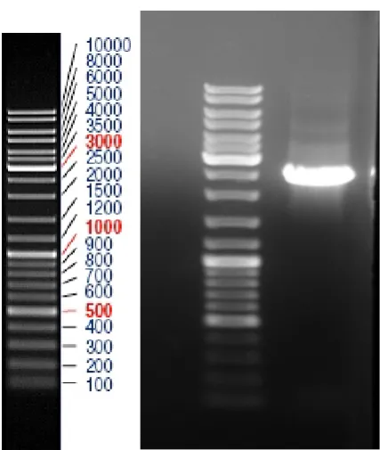 Fig. 1. PCR product of pwo gene from 120pyrococcus woesei GHASeMI  eT Al .                                                                                                 
