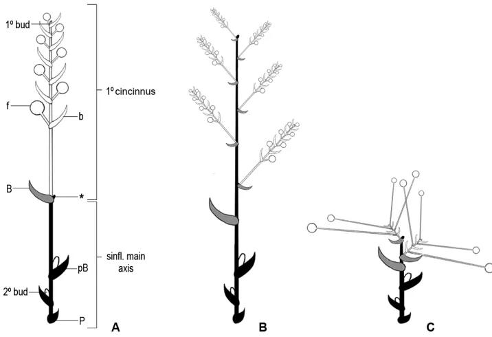 Figure 4. Inflorescence architecture in Dichorisandrinae s.s. A diagram of the basic Siderasis Raf