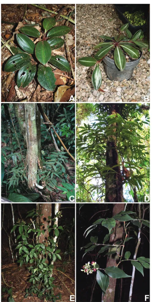 Figure 3. Growth forms in Dichorisandrinae s.s. A–D Siderasis Raf. emend. M.Pell. & Faden: A rosette habit of S