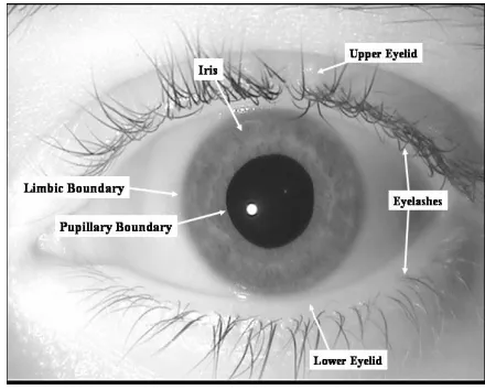 Fig .1. Human eye containing iris, pupil, 