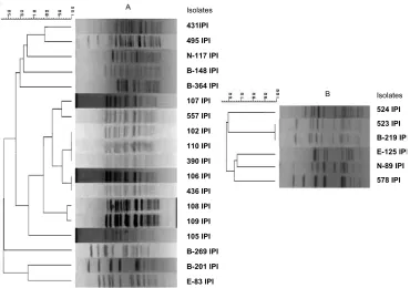 Fig. 1.  PFGE analysis of vancomycin resistant E. faecium (A) and E. faecalis (B). The phylogenetic tree is based on cluster Fig