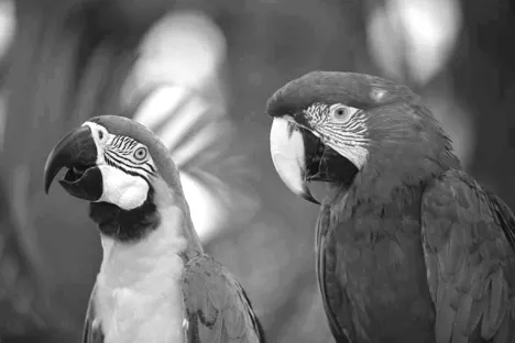 Fig. 5An example of Parrots image Entropy values: 5.74. 