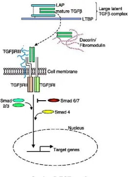 Gambar 7. TGF β pathway(Sumber: Rifa’i, 2009)