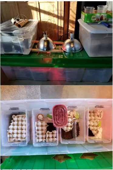 Figure 4: Cricket Breeding Containers 