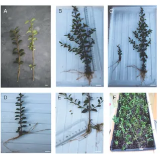 Table 1. Mean comparison of the effect of different concentrations of KIN on measured parametersof Buxus hyrcana (in vivo conditions)