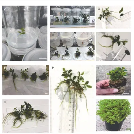 Fig. 2. In vitro development of Buxus hyrcana. A) early stage of in vitro culture (the explants were shoot apex (scale bar = 1 cm));F) plantlets containing shoots and roots ready for acclimatization; G) regenerated plantlets from media containing differentB) shoot multiplication from explants cultured on Murashige and Skoog (MS) medium containing different concentrations ofKIN and IBA; C) fully developed plantlets out of culture media; D) measurement of leaf length; E) measurement of leaf width;concentrations of KIN and IBA with fully developed roots; H) measurement of root length; I) acclimatization phase; J) viableex vitro plants growing under standard greenhouse conditions (scale bar = 2 cm except for A)