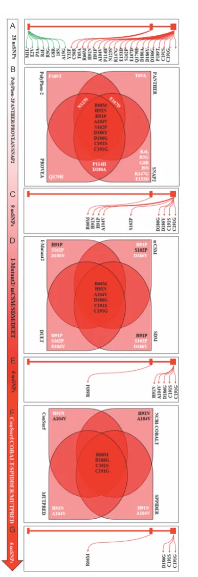 Fig. 1. A schematic diagram of mutation prediction tools sho-wing the most deleterious nsSNPs of bovine leptin