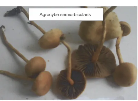 Fig. 1. Mushroom species used in the study
