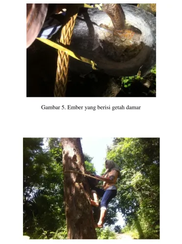 Gambar 5. Ember yang berisi getah damar   