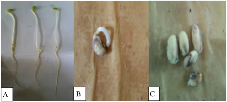Gambar 2.  Kecambah normal (A), abnormal (B), dan mati(C). 