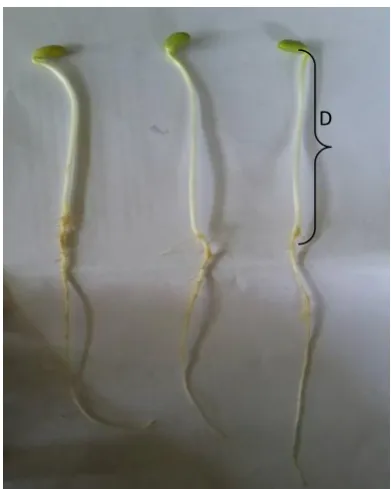 Gambar 3.  Panjang hipokotil  ≥5 cm (D)  