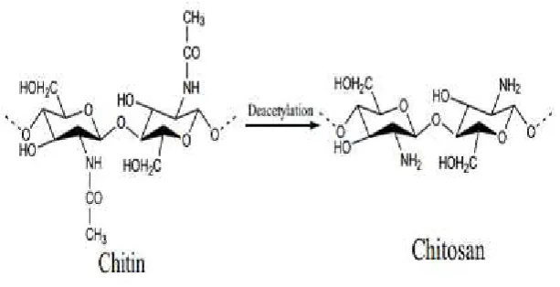 Gambar 7. Struktur Kitin dan Kitosan (Islam et al., 2011)
