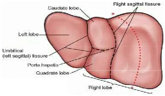 Gambar 4. Lobus Hati (Moore et al., 2010).