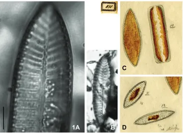 Figure 2. Iconella splendida. Lectotype: Drawing BHUPM 1160. A The alive cell representing the lec-totype in three views (hand written numbers 2-4), length 188 µm B Later documentation of valve details by Ehrenberg, hand written numbers 5-6 represent a 226 µm long cell.