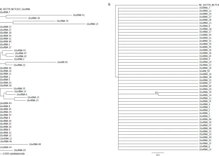 Fig. 2. A) Neighbour-joining and B) Maximum Parsimony trees based on the hsp70 gene sequences of 50 S