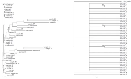Fig. 3. A) Neighbour-joining and B) Maximum Parsimony trees based on the rpoB gene sequences of 50 S