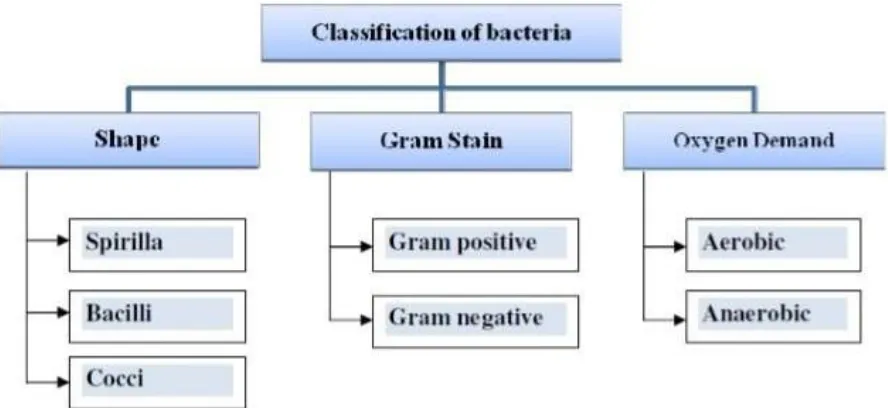 Figure 1 Classification of bacteria 