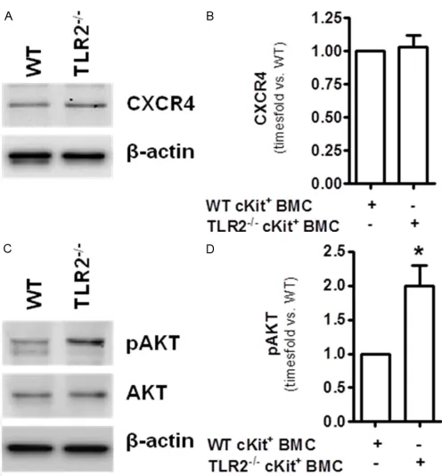 Figure 4. TLR2-/-cKit+ cells exhibit similar expression of CXCR4 but increased basal phosphorylation of AKT compared to WT cKit+ cells