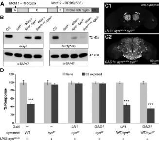 Figure 3.Synapsin phosphorylation sites are essential for STH formation.S533A).DomainsA,C,andEareconservedinvertebratesynapsins.Gal4tionsitesatS6andS533positionstargetedformutation.Inthe A, Schematic of synapsin protein with phosphoryla-UAS-synala-alaconst