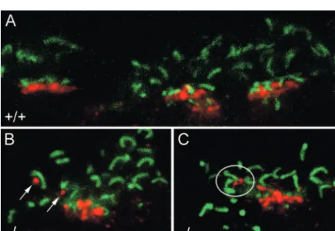 Figure 4 shows the dendritic trees of two type 7 cells double