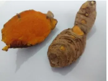 Gambar 5. Kunyit