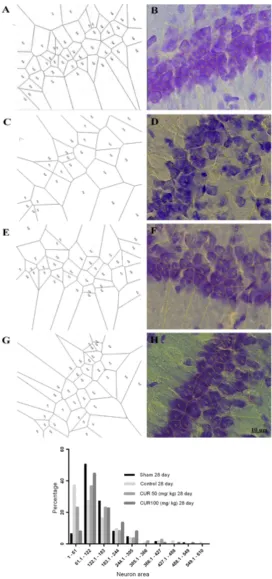 Figure 7. A micrograph of neurons in the CA1 for the groups