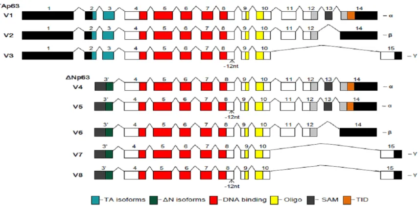 Figure 1. Structure of mouse p63 variants. There are 8 mouse p63 variants (V) encoding two subtypes of isoforms TAp63 and ΔNP63
