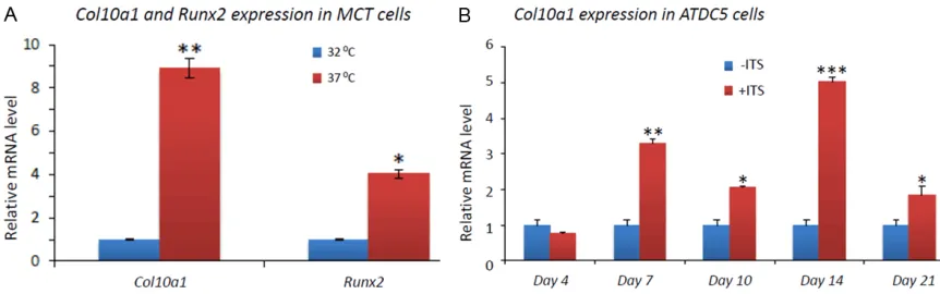 Figure 2. Marker gene expression in MCT and ATDC5 cells. A: Col10a1 shows approximately 9-fold (p=0.009), while Runx2 shows approximately 4-fold (p=0.04) upregulation in hypertrophic (grown in 37 °C) MCT cells compared to that in proliferative (grown in 32