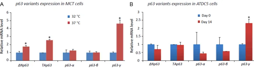 Figure 3. Expression of p63 variants in MCT and ATDC5 cells. A: qRT-PCR was performed to examine p63 variants in MCT cells