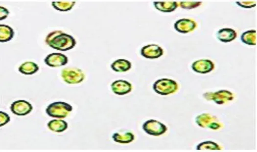 Gambar 1. Nannochloropsis sp.                                                           