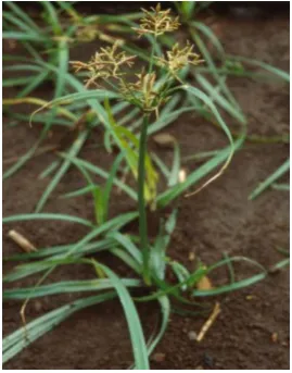 Gambar 2. Cyperus rotundus 