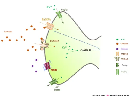 Figure 1. Spine of a CA1 pyramidal neuron which is mod-eled in this work
