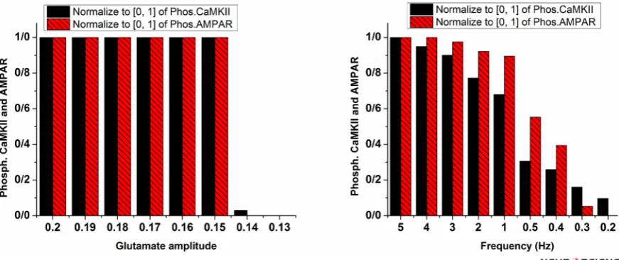 Figure 6. Phosphorylated CaMKII and AMPAR with variable amplitude (left panel) and frequency of glutamate (Right panel)