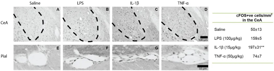 Figure 10.  hoc test after significant one way ANOVA.mice 2h after i.p. treatment with saline, LPS (100µg/kg), IL-1β (15µg/kg) or TNF-α (50µg/kg).c-Fos expression in the central nucleus of the amygdala (CeA; A-D) and in the pial membrane (E–H) in brains of