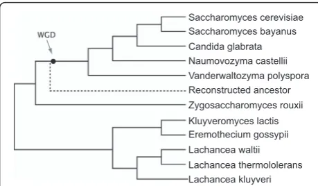 Figure 1 Phylogenetic relationship among the 11 yeast speciesused in this study. WGD indicates the position of the whole-genome duplication
