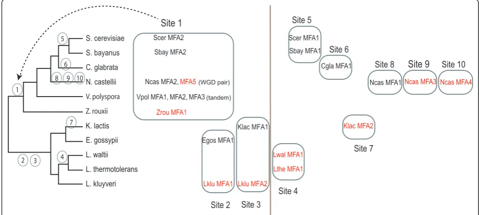 Figure 4 Summary ofMFA MFA (a-factor) gene locations in 11 yeast species. Sites 1-10 indicate the ten different genomic locations at which genes are found